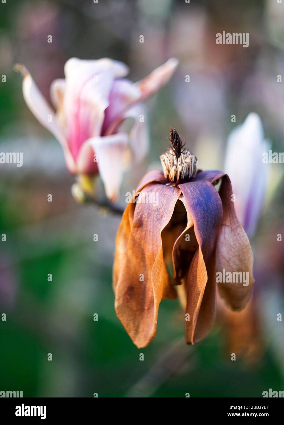 Brina danneggiato Magnolia fiore Foto Stock
