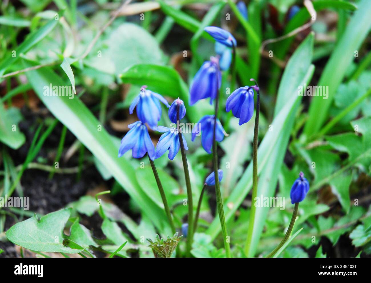 fiore sibirica blu stella fiori nella natura Foto Stock