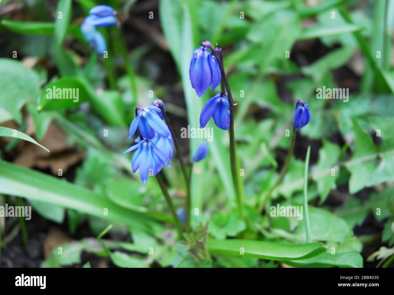 Siberica scilla fiori in primavera Foto Stock