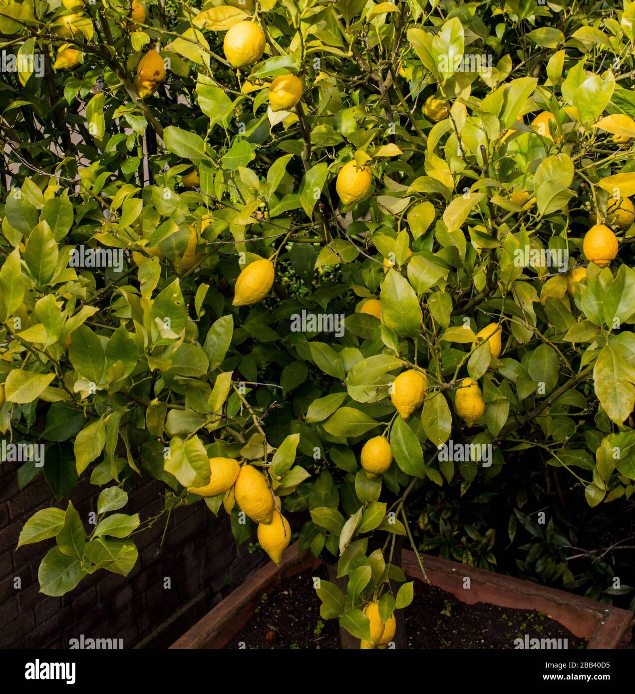 Limoni maturi sul limone in giardino a Notting Hill, Londra Foto Stock