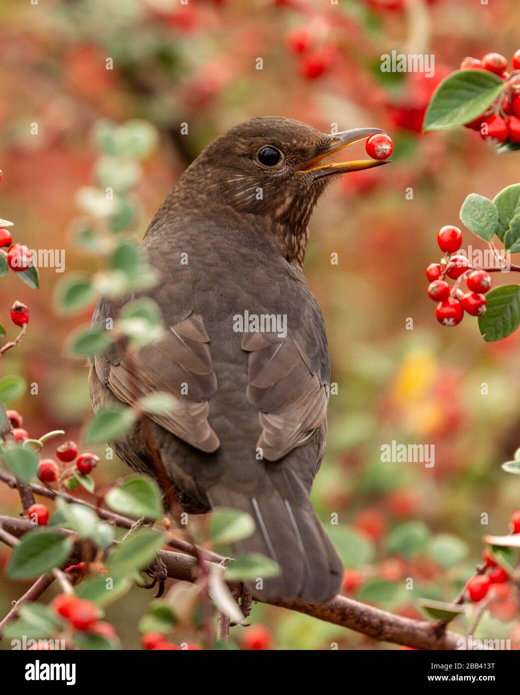 femmina di merli mangiare bacche mentre arroccato in un bush di bacche Foto Stock