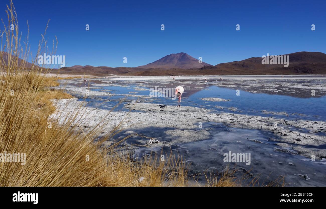 Laguna nel Parco Nazionale Eduardo Abaroa in Bolivia Foto Stock