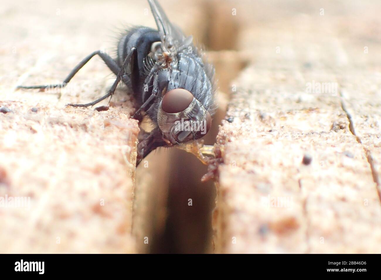 ALIMENTAZIONE A MOSCA SU UNA SUPERFICIE DI LAVORO. UN'INCRINATURA SU UNA SUPERFICIE DI LAVORO È TERRENO FERTILE PER I BATTERI PERCHÉ IL CIBO PUÒ RACCOGLIERSI ALL'INTERNO DEL DANNO E DELLA SUPERFICIE USURATA. VOLA. LA CASA COMUNE VOLA, FLESHLIGHT VOLARE BLU E VERDE BOTTIGLIA MOSCHE SONO ABBONDANTI NEL REGNO UNITO SOPRATTUTTO NEI MESI ESTIVI PIÙ CALDI. Foto Stock