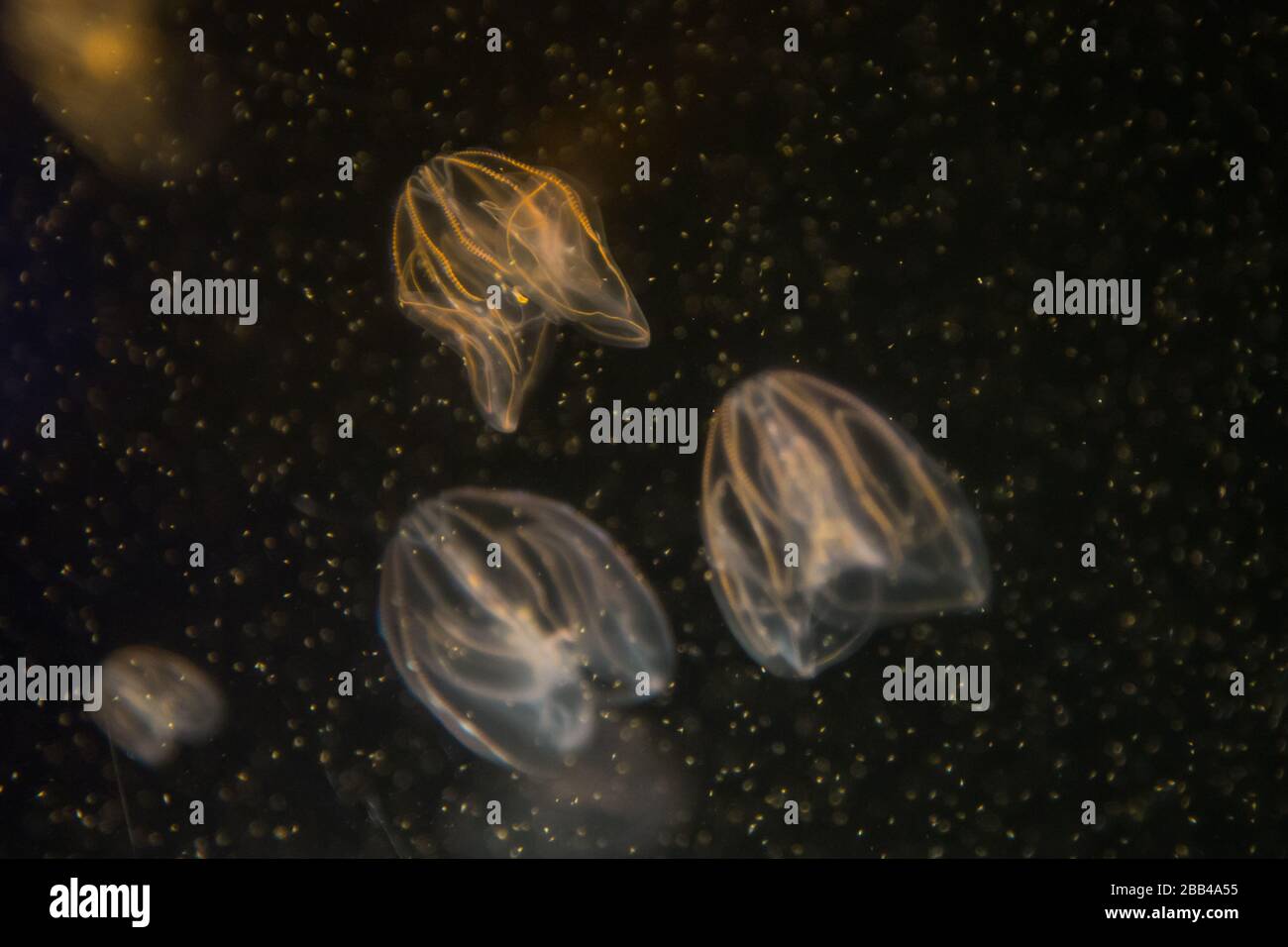 Un gruppo di meduse si nutrono di plancton in mare profondo. Foto Stock
