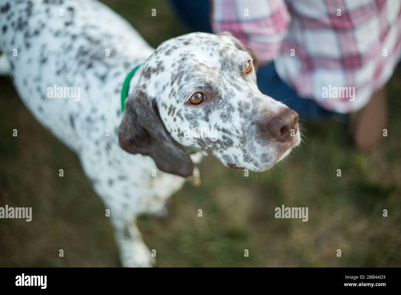 Bel cane da caccia con puntatore corto-ventilato Foto Stock