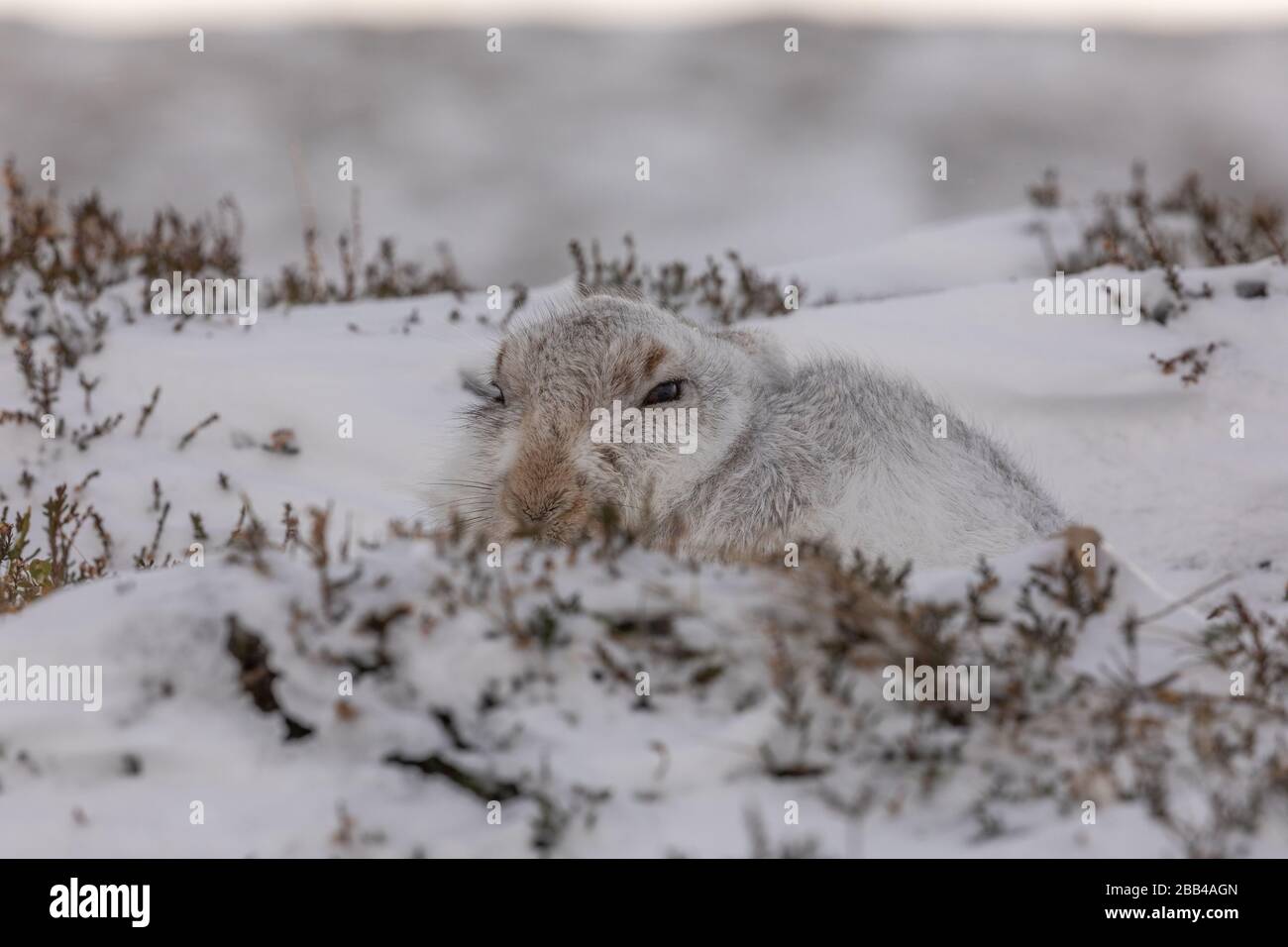 Mountain Hare (Lepus timidus) in neve e cappotto invernale Foto Stock