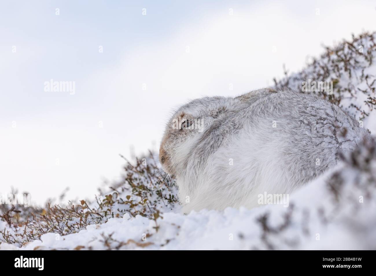 Mountain Hare (Lepus timidus) in neve e cappotto invernale Foto Stock