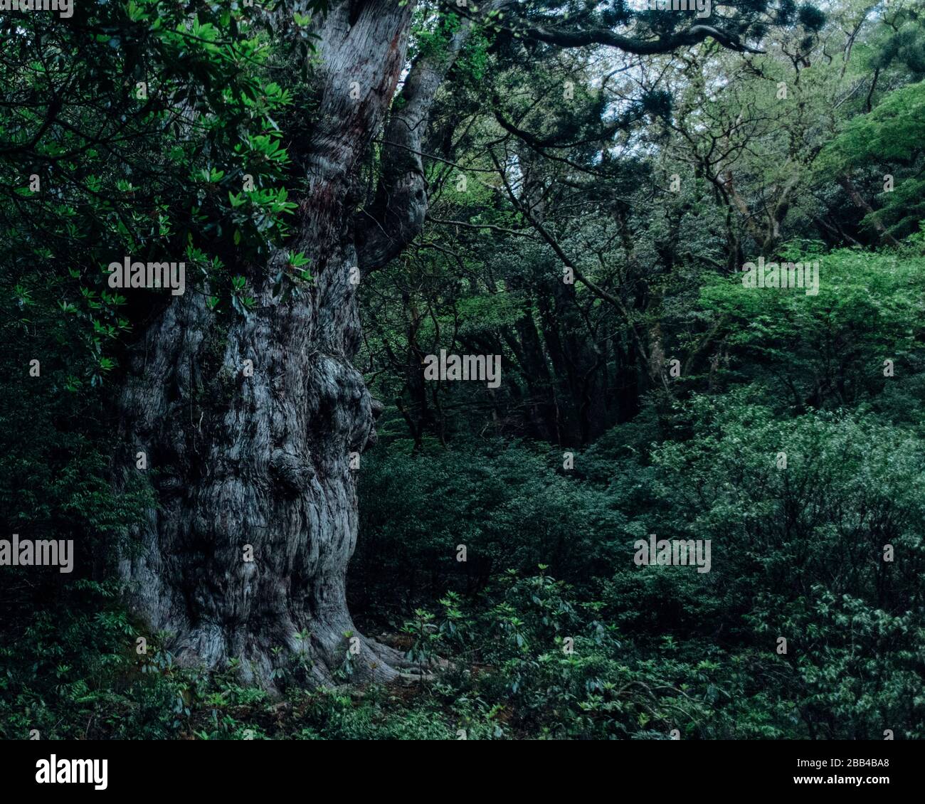 Jōmonsugi - il famoso antico albero di cedro di Yakushima. Foto Stock