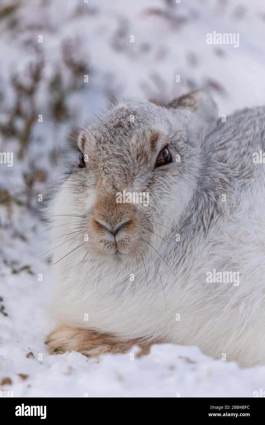 Mountain Hare (Lepus timidus) in neve e cappotto invernale Foto Stock