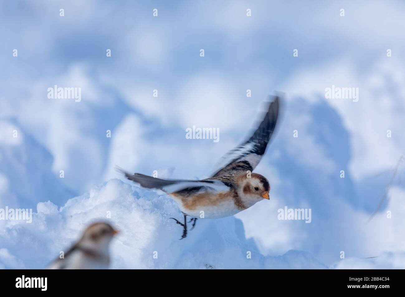 Nevi (Plectrophenax nivalis) nella neve Foto Stock