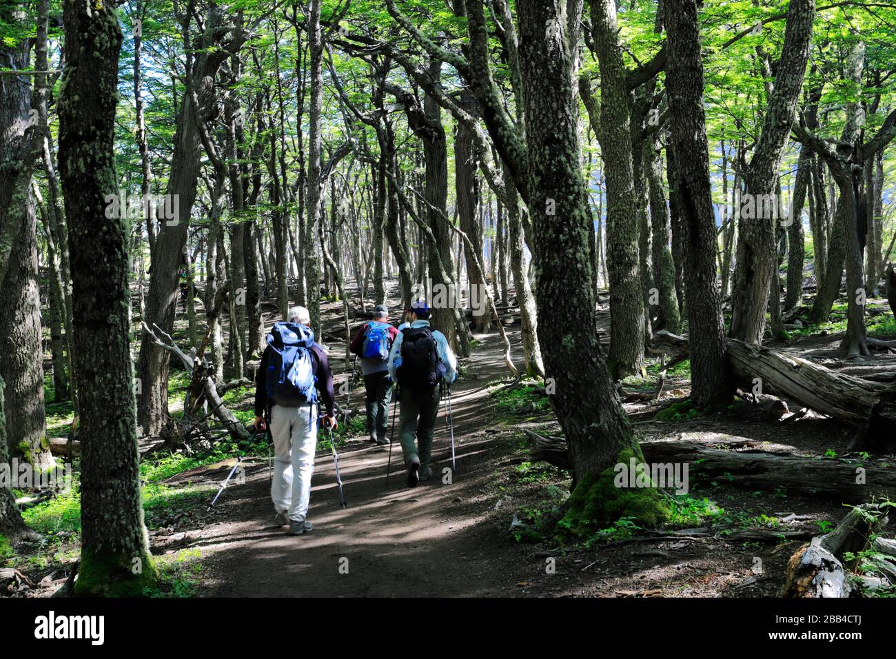 Camminatori lungo la valle del Rio Ascendente, Parco Nazionale Torres de Paine, Regione Magallanes, Patagonia, Cile, Sud America Foto Stock