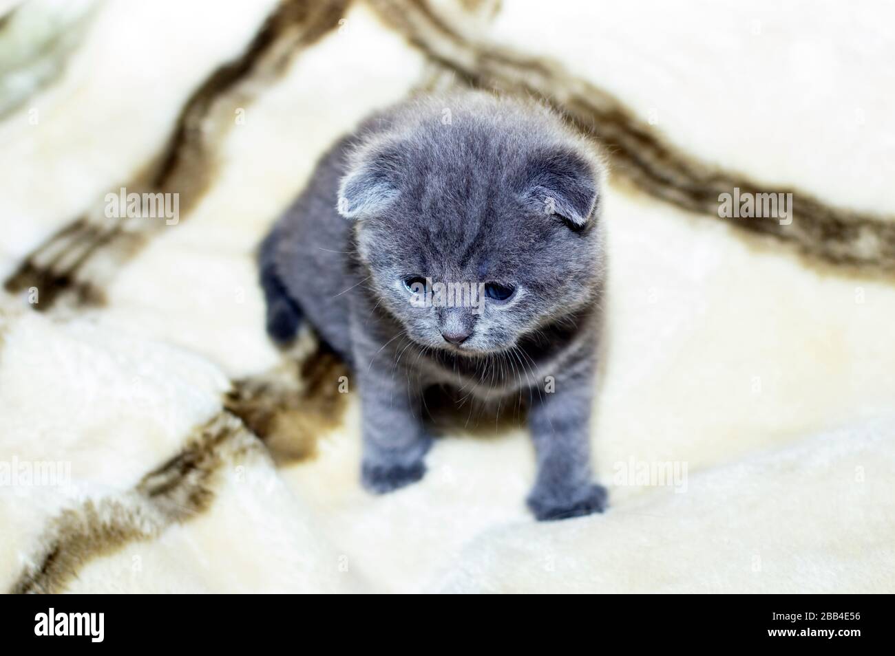 Gattino scozzese grigio di 4 settimane, gatti domestici a tema Foto Stock