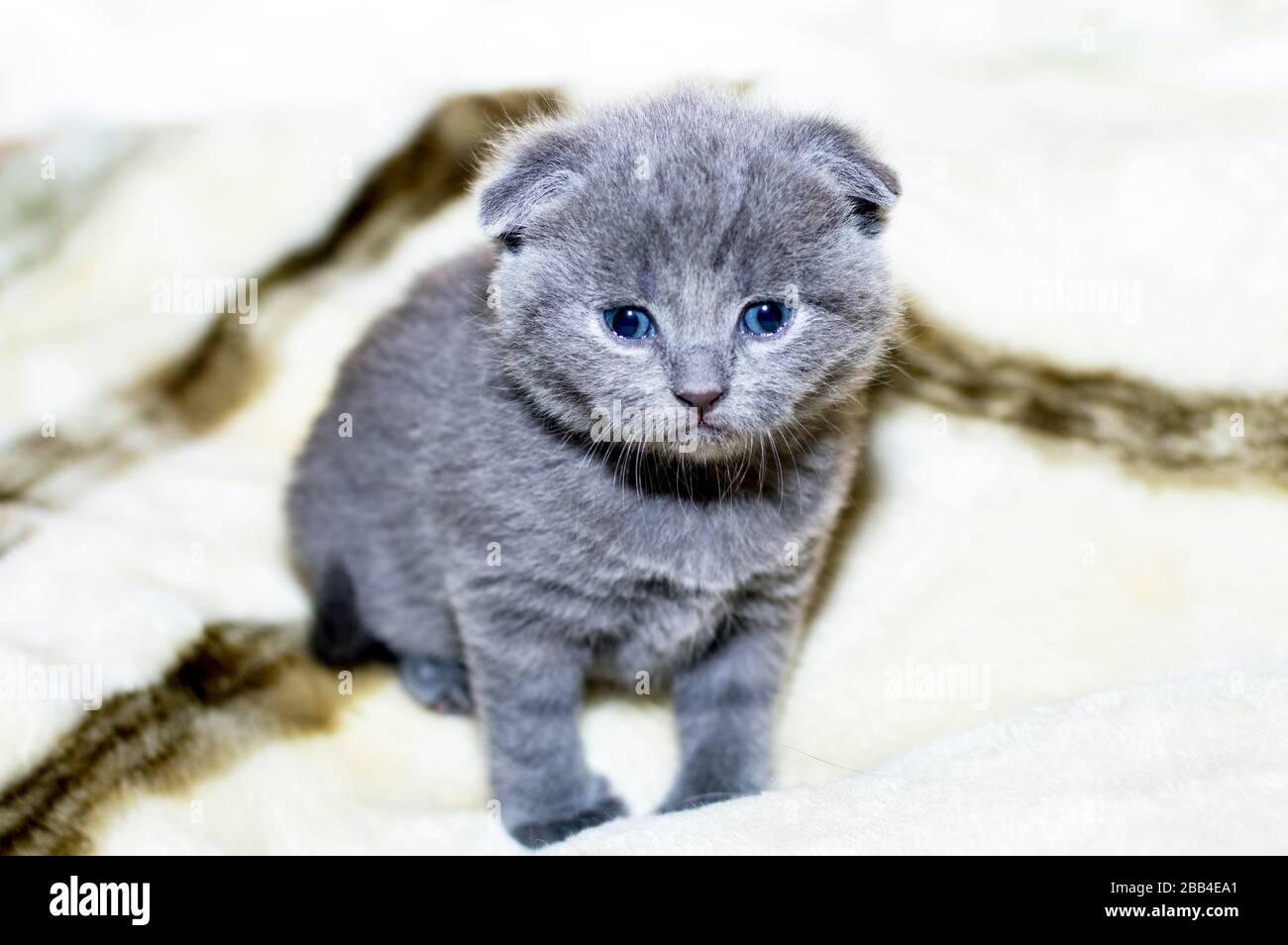 Gattino scozzese grigio di 4 settimane, gatti domestici a tema Foto Stock