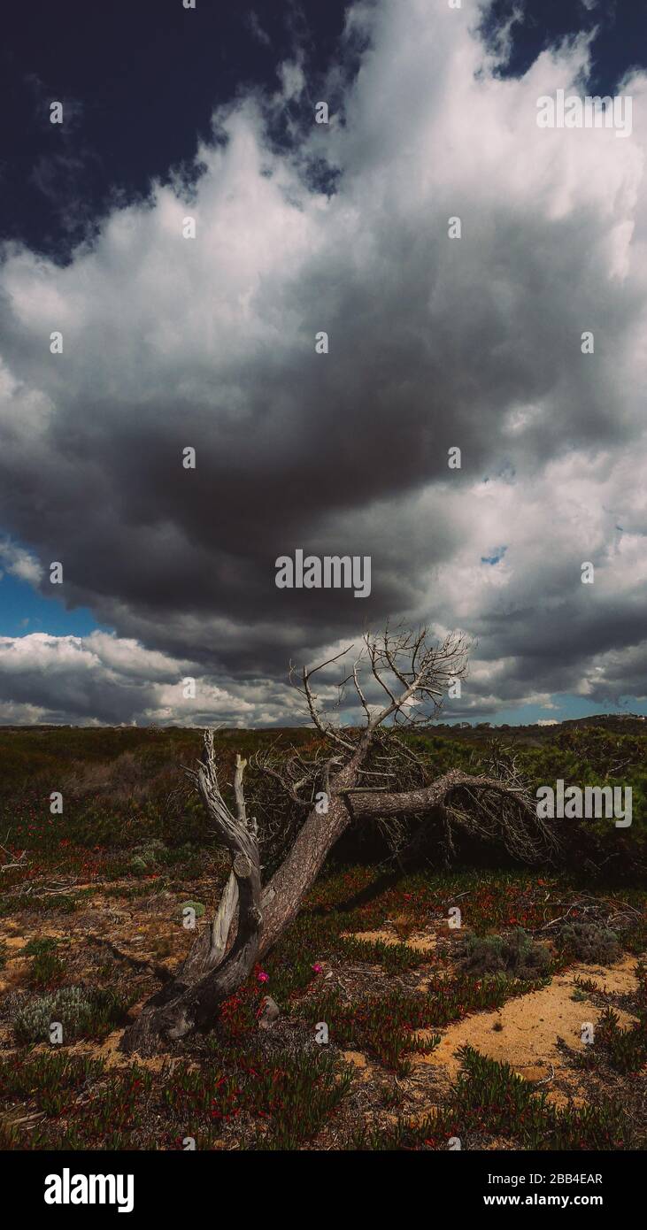 Albero rotto con nuvole minacciose in campagna Foto Stock
