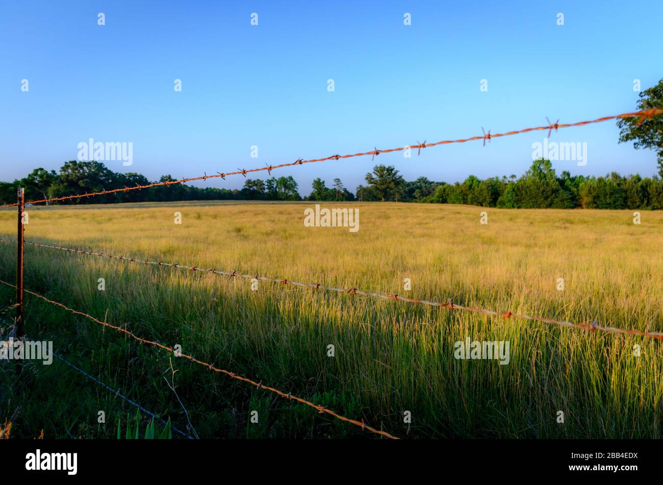 Erba alta dietro una recinzione spinato di filo, crogiolandosi al sole di tramonto in Carolina del Sud Foto Stock