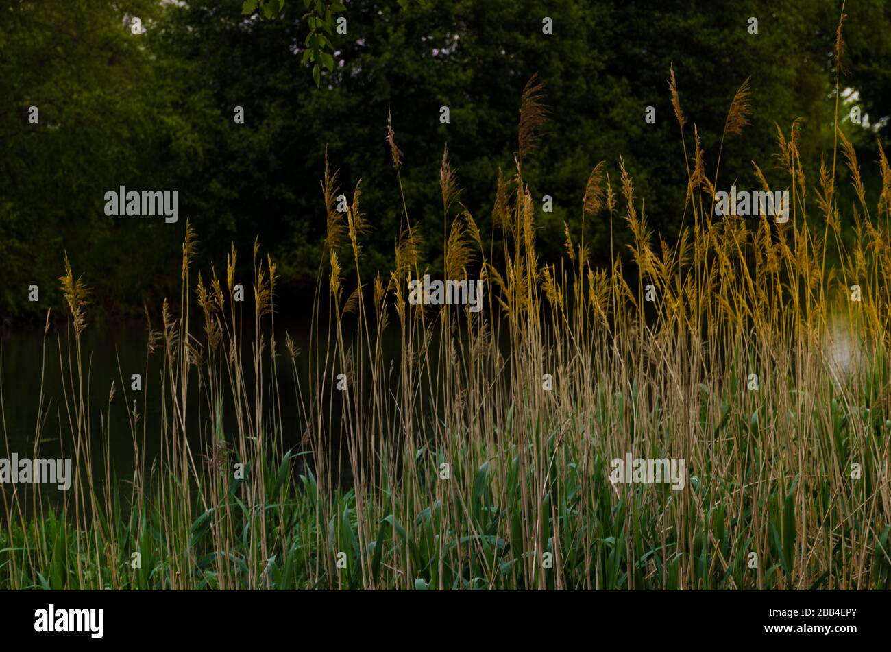 Alto prato dorato vicino stagno al tramonto Foto Stock