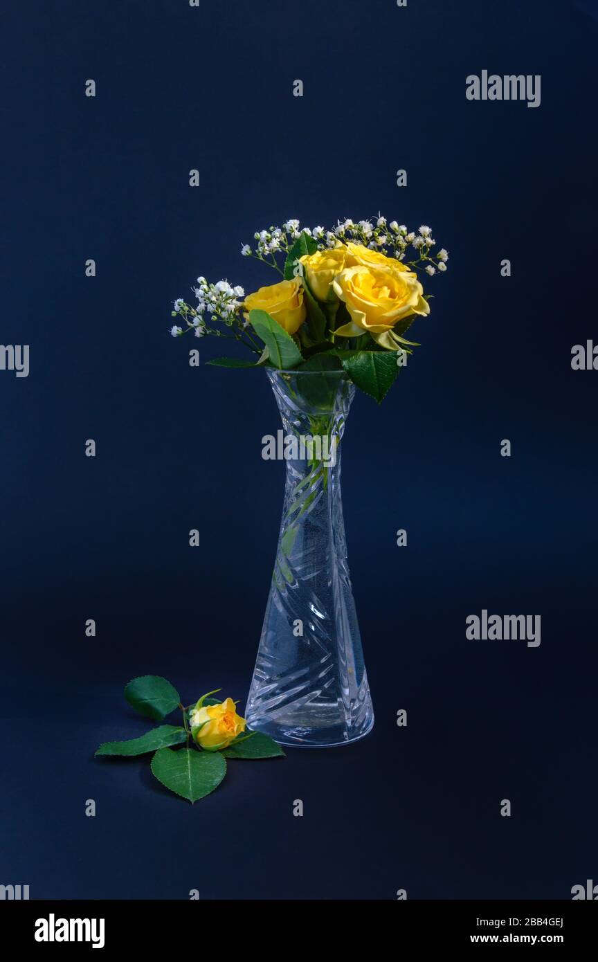 Rose gialle e fiori bianchi di zypophila in un vaso di cristallo su sfondo nero o blu scuro. Piccolo bocciolo di rosa nelle vicinanze. Verticale elegante composizione floreale Foto Stock