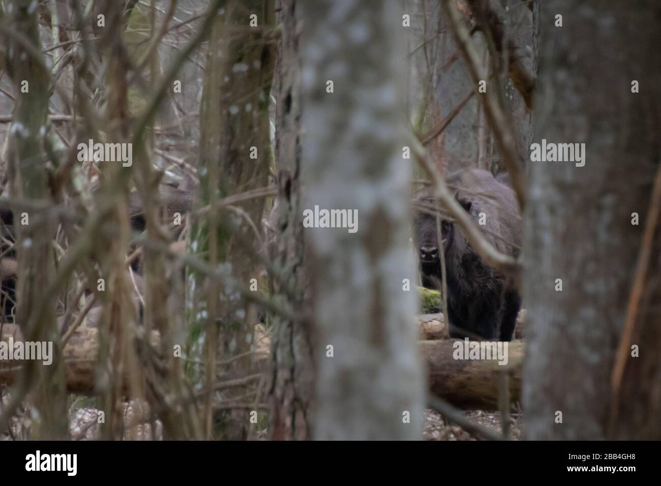 un giovane bisonte europeo marrone (bisonte bonaso) nascosto tra alberi e rami, molto mimetizzato Foto Stock un giovane bisonte europeo marrone (bisonte bonaso) nascosto tra alberi e rami, molto mimetizzato Foto Stock