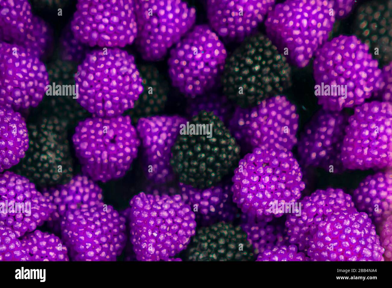 Caramelle gommose assortite, caramelle a forma di lampone e BlackBerry. La vista dall'alto. Sfondo dolce, viola brillante e nero. Foto Stock