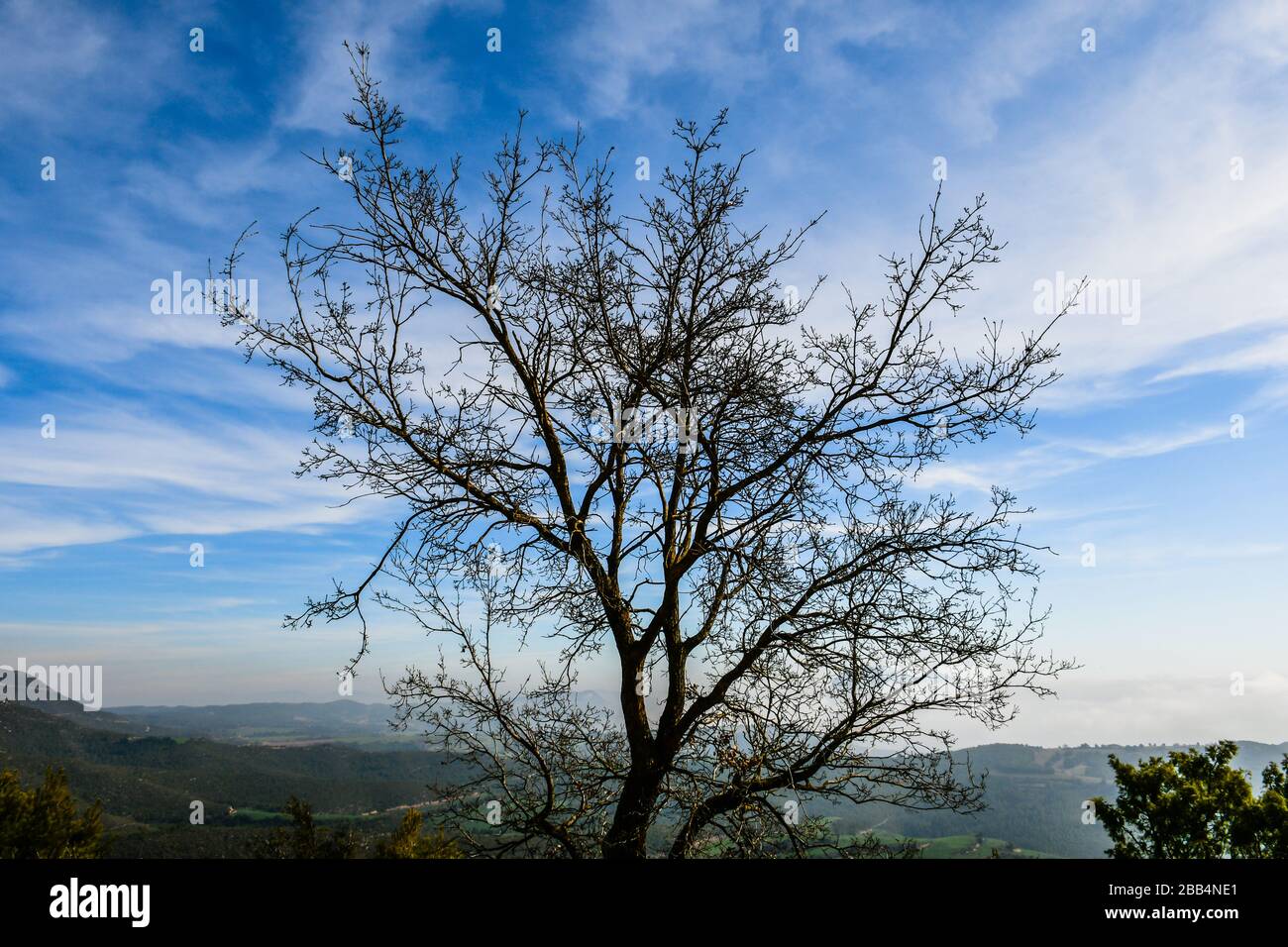 Albero in cima alla collina con fondo valle e cielo blu con nuvole bianche Foto Stock