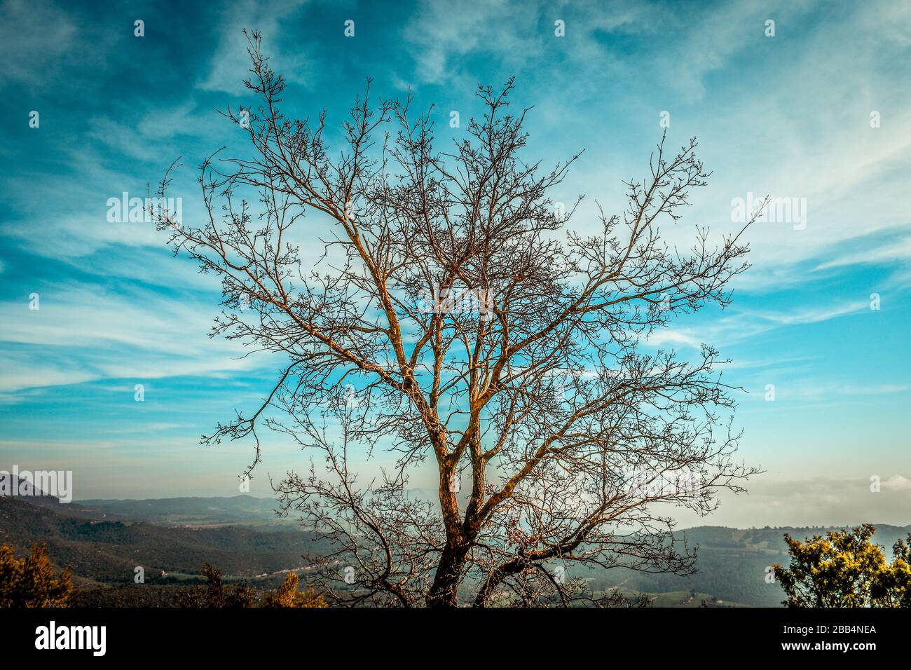 Albero in cima alla collina con fondo valle e cielo blu con nuvole bianche Foto Stock