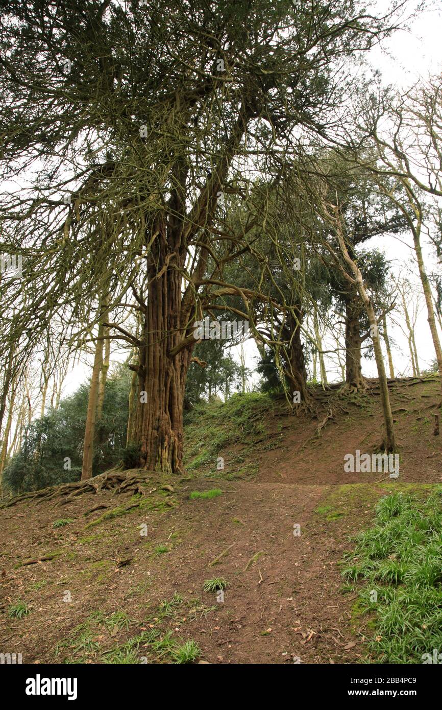 Difesa di terrapieno sul forte di collina di Wychbury, un forte di collina di età del ferro in Hagley, Worcestershire, Inghilterra, Regno Unito. Foto Stock