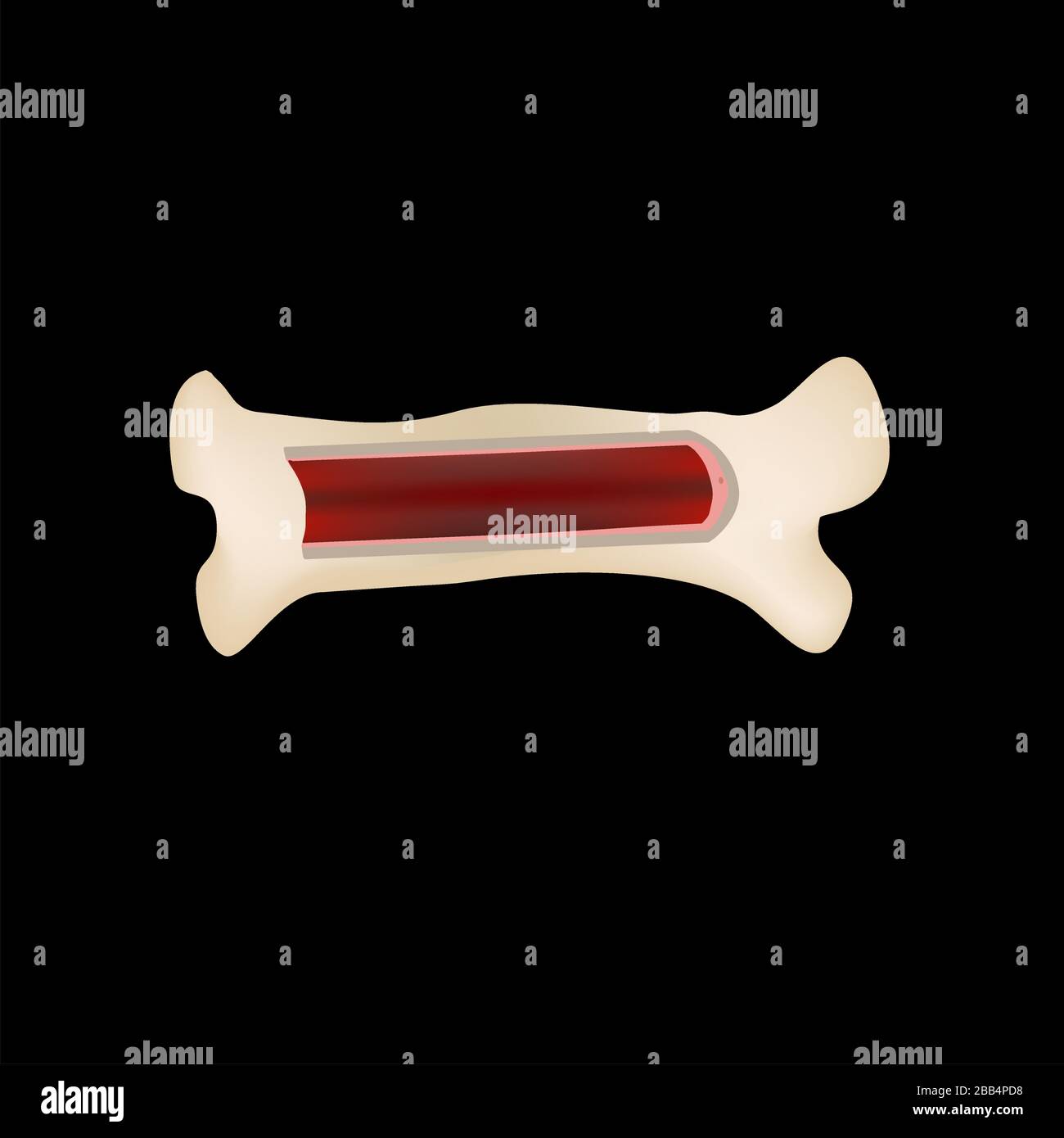 Cellule staminali ossee. Midollo osseo. Cellule del sangue. Infografica. Illustrazione vettoriale su sfondo isolato. Illustrazione Vettoriale