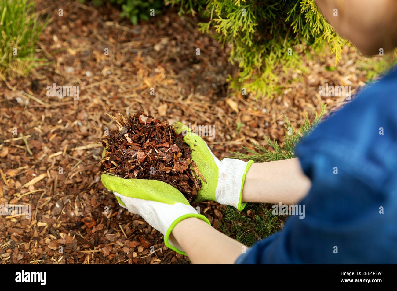 mulching giardino conifer letto con pacciame di corteccia di pino Foto Stock