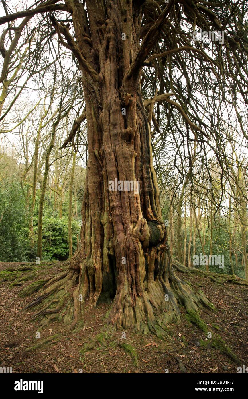 Antico albero di Yew (Taxus baccata) che cresce sulla collina di Wychbury, Hagley, Worcestershire, Inghilterra, Regno Unito. Foto Stock