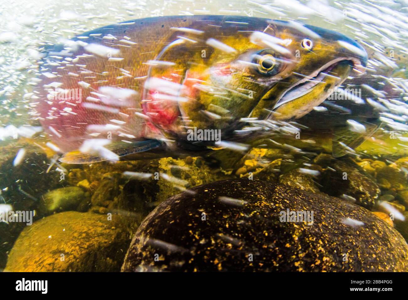 Un salmone Coho maschio che mostra colori di riproduzione nuota le rapide acque di un torrente nella Columbia Britannica Burnaby Foto Stock