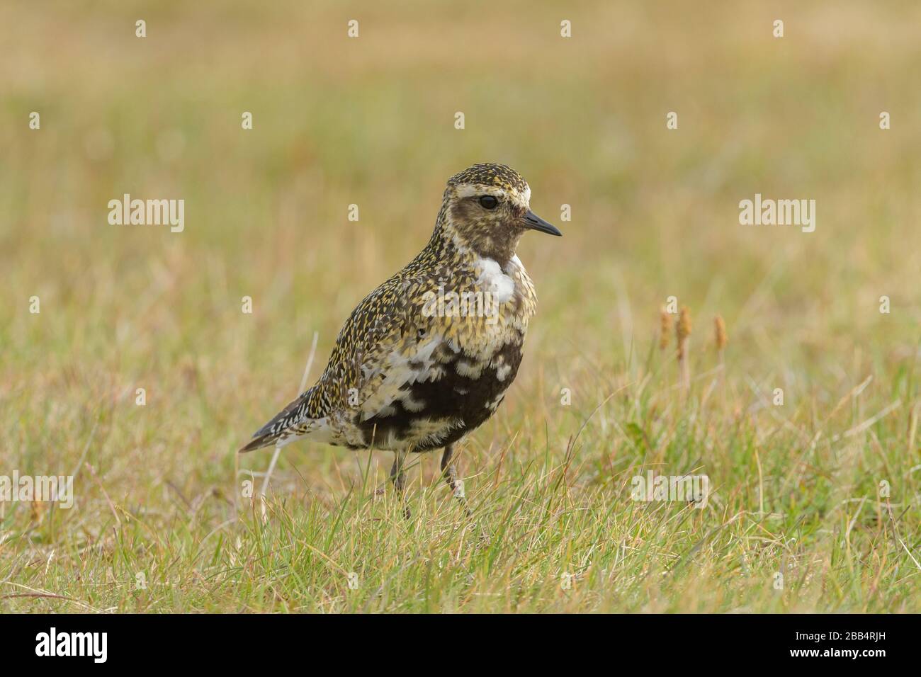 Golden plover (Pluvialis albicaria), Grimsey Island, Islanda. Luglio 2019 Foto Stock