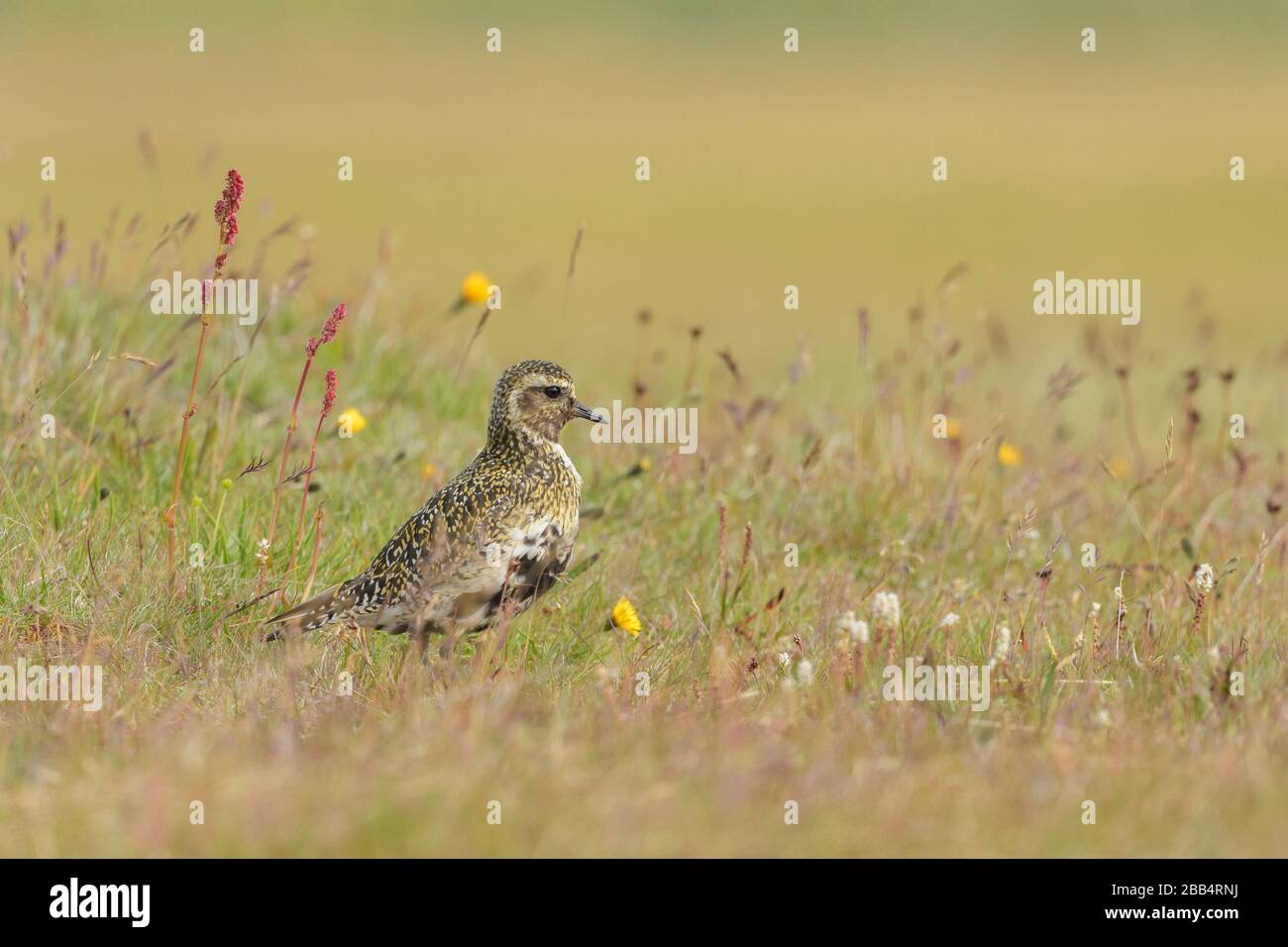 Golden plover (Pluvialis albicaria), Grimsey Island, Islanda. Luglio 2019 Foto Stock