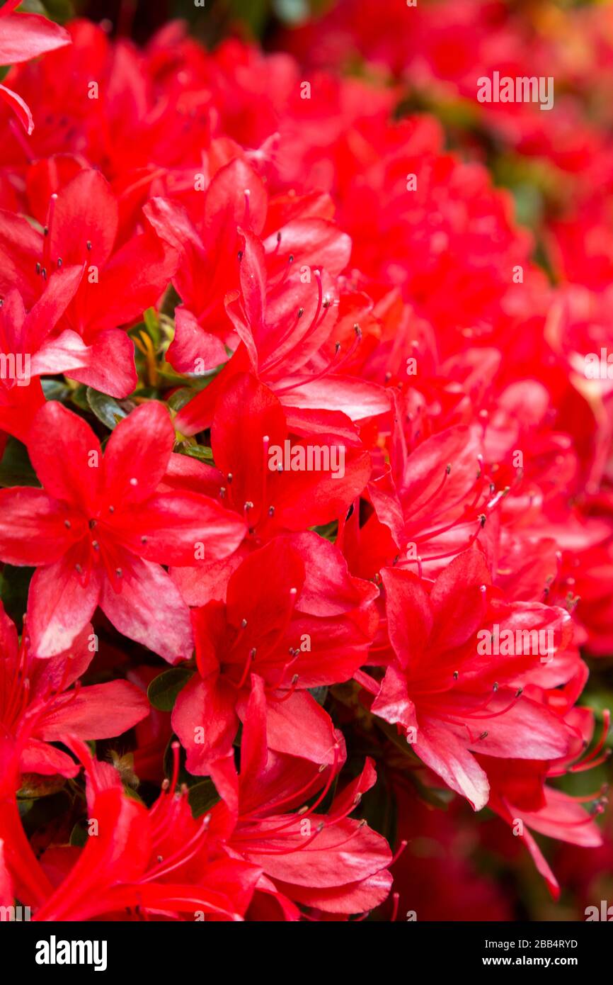 Rododendro rosso, Linda Vista Gardens, Abergavenny, Galles, Regno Unito Foto Stock