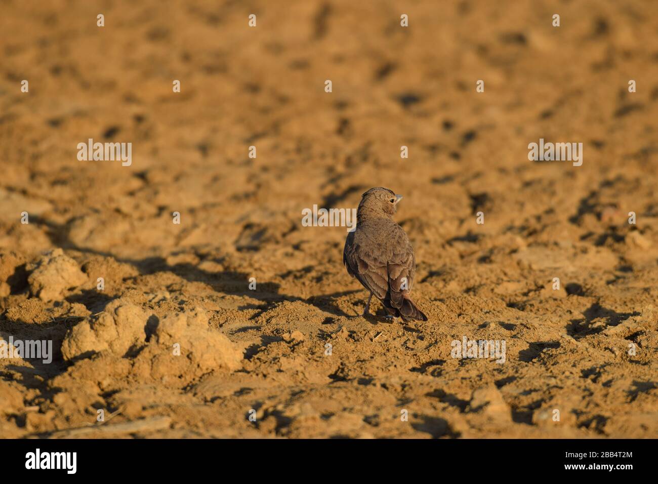 Rufous coda lark finch lark camminare a terra in fango soily terra nel deserto di Nakhatrana, Bhuj Kutch Gujarat India in composizioni monocromatiche, Foto Stock