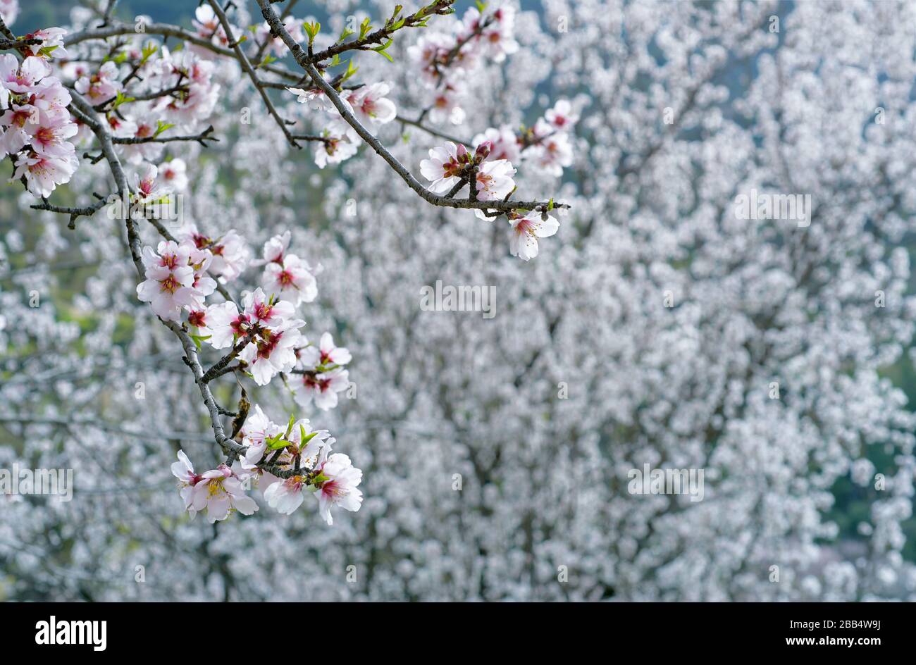 Ramo con fiori di mandorla bianchi su alberi di mandorla in fiore sullo sfondo con spazio di copia, fuoco selettivo Foto Stock