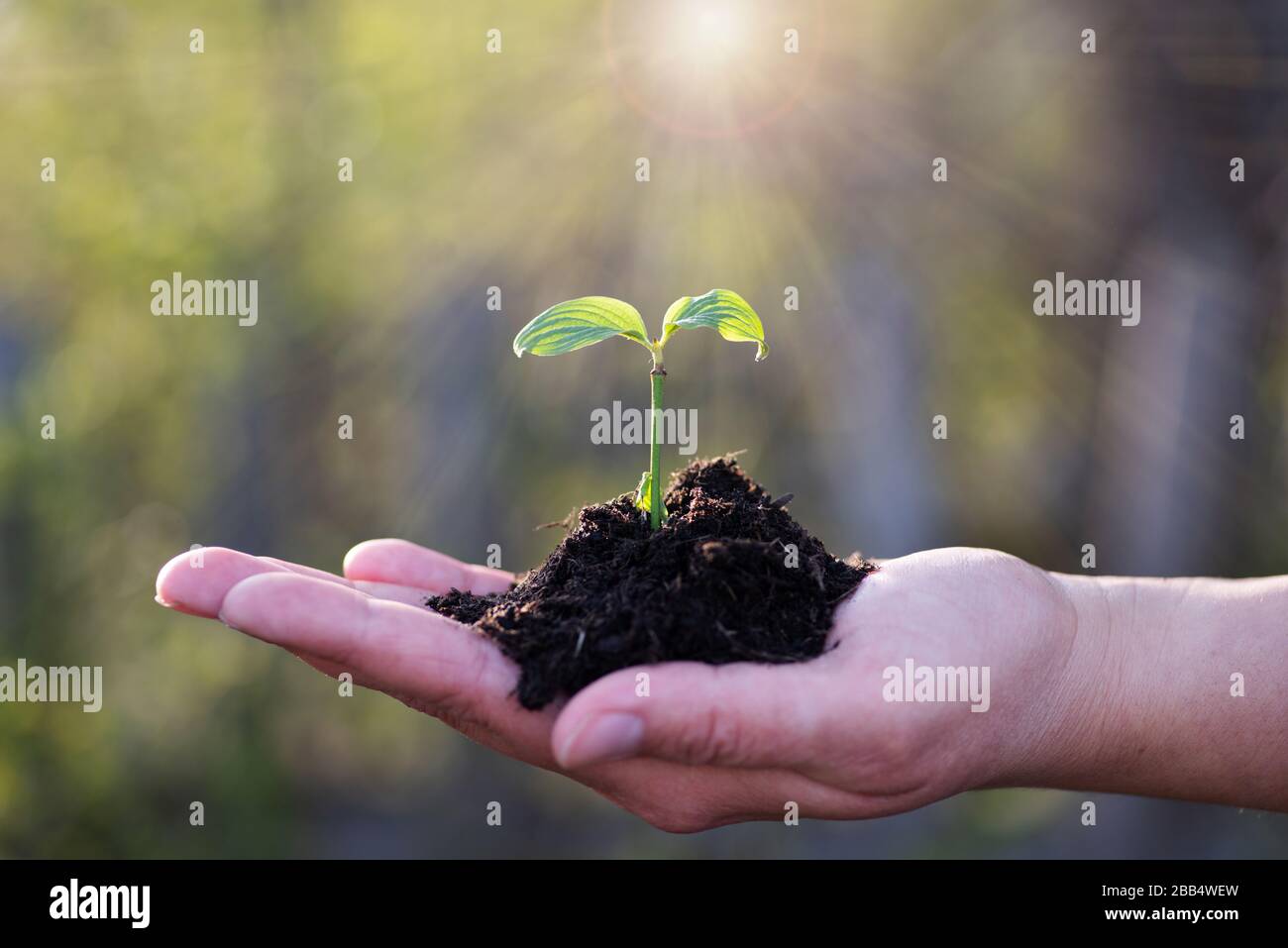 Una mano tiene una pianta piccola Foto Stock