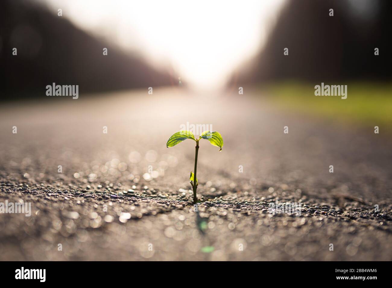 Una pianta piccola cresce da un crack nel catrame Foto Stock