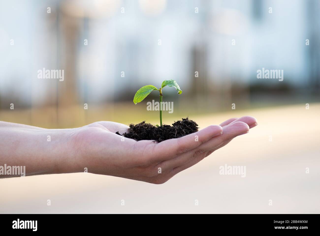 Una mano tiene una pianta piccola Foto Stock