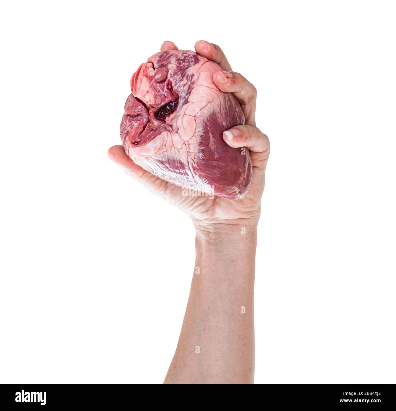 Cuore umano in mano isolato su sfondo bianco. Con tracciato di ritaglio Foto Stock