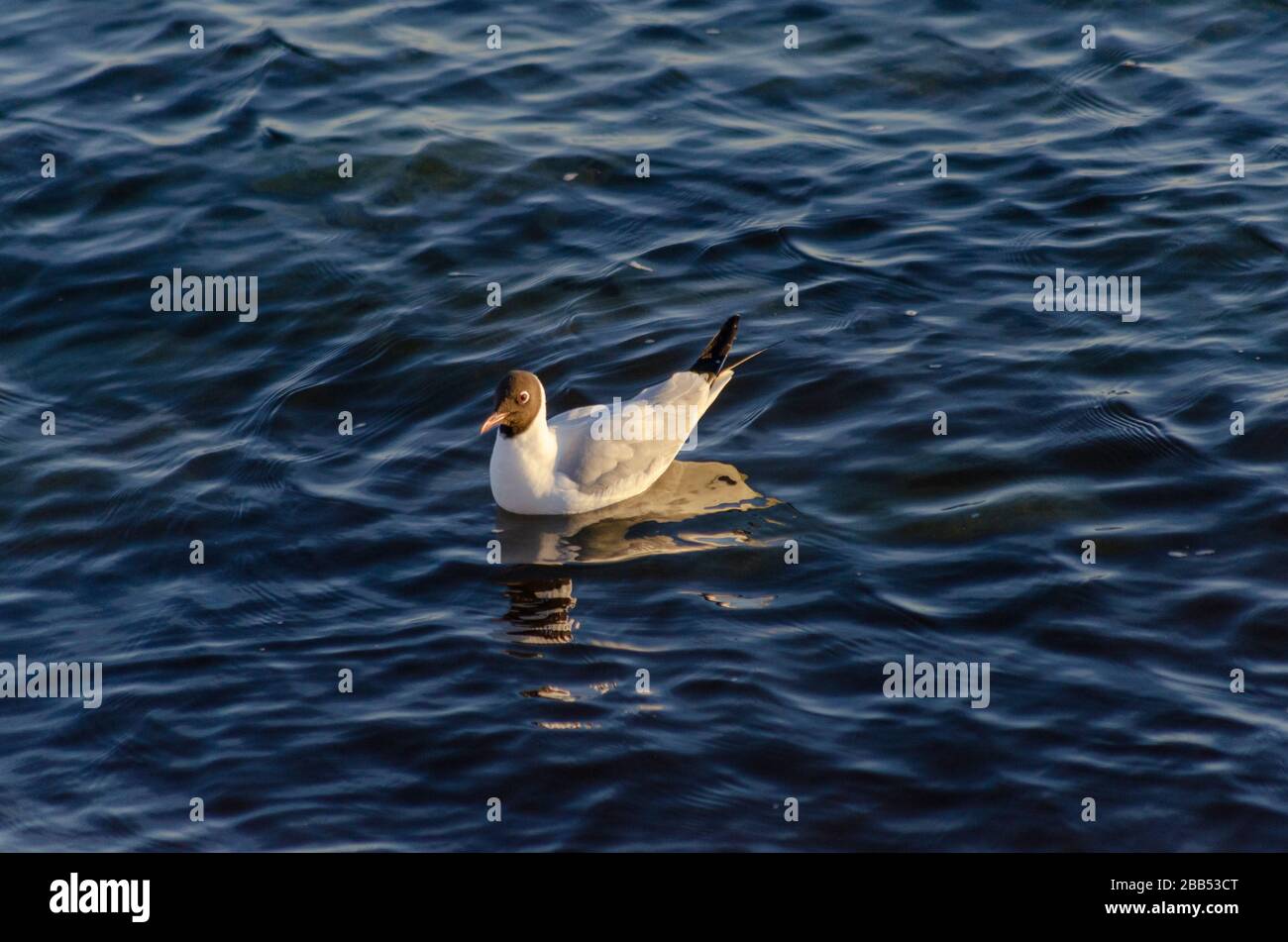 Un gabbiano mediterraneo ( Larus melanocephalus ) su una spiaggia in Alexandroupoli Grecia. I gabbiani stanno iniziando a perdere il loro piumaggio invernale come sprin Foto Stock