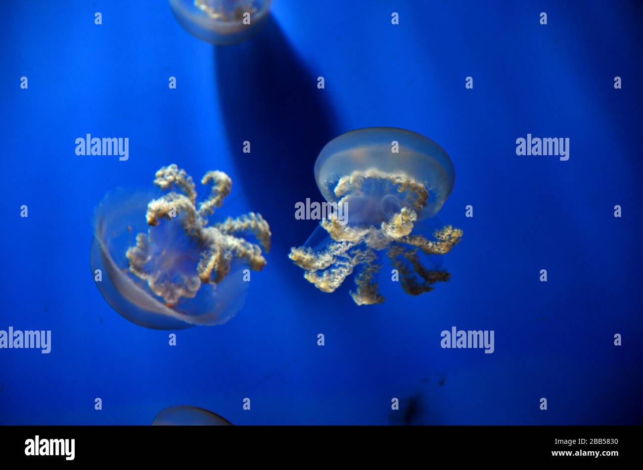 Meduse "eteree" galleggiano nell'acquario con sfondo blu. Foto Stock