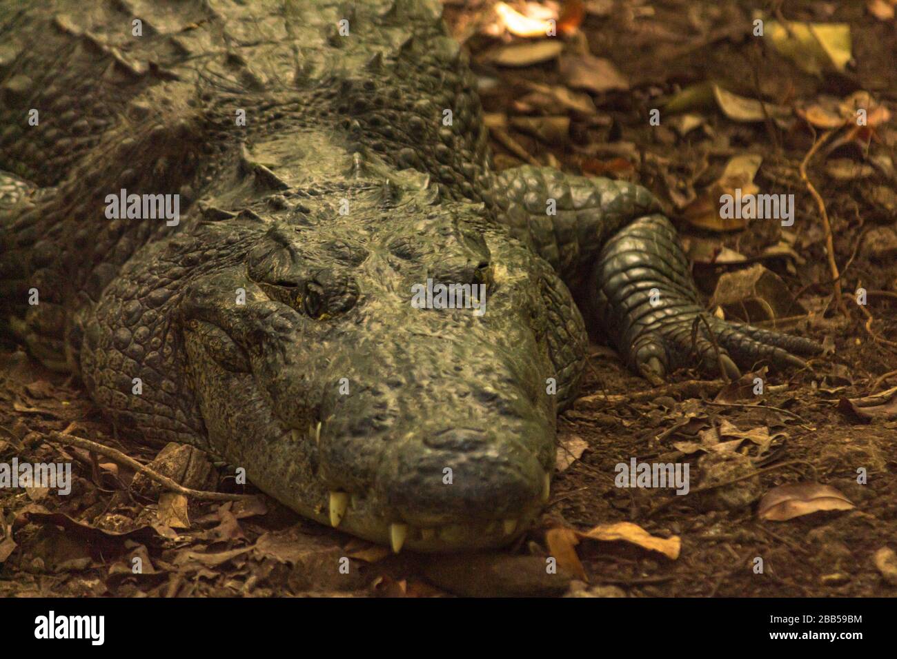 Questo coc era conservato come animale domestico esotico, ora si trova in un centro di salvataggio chiamato crococun Mexico Foto Stock