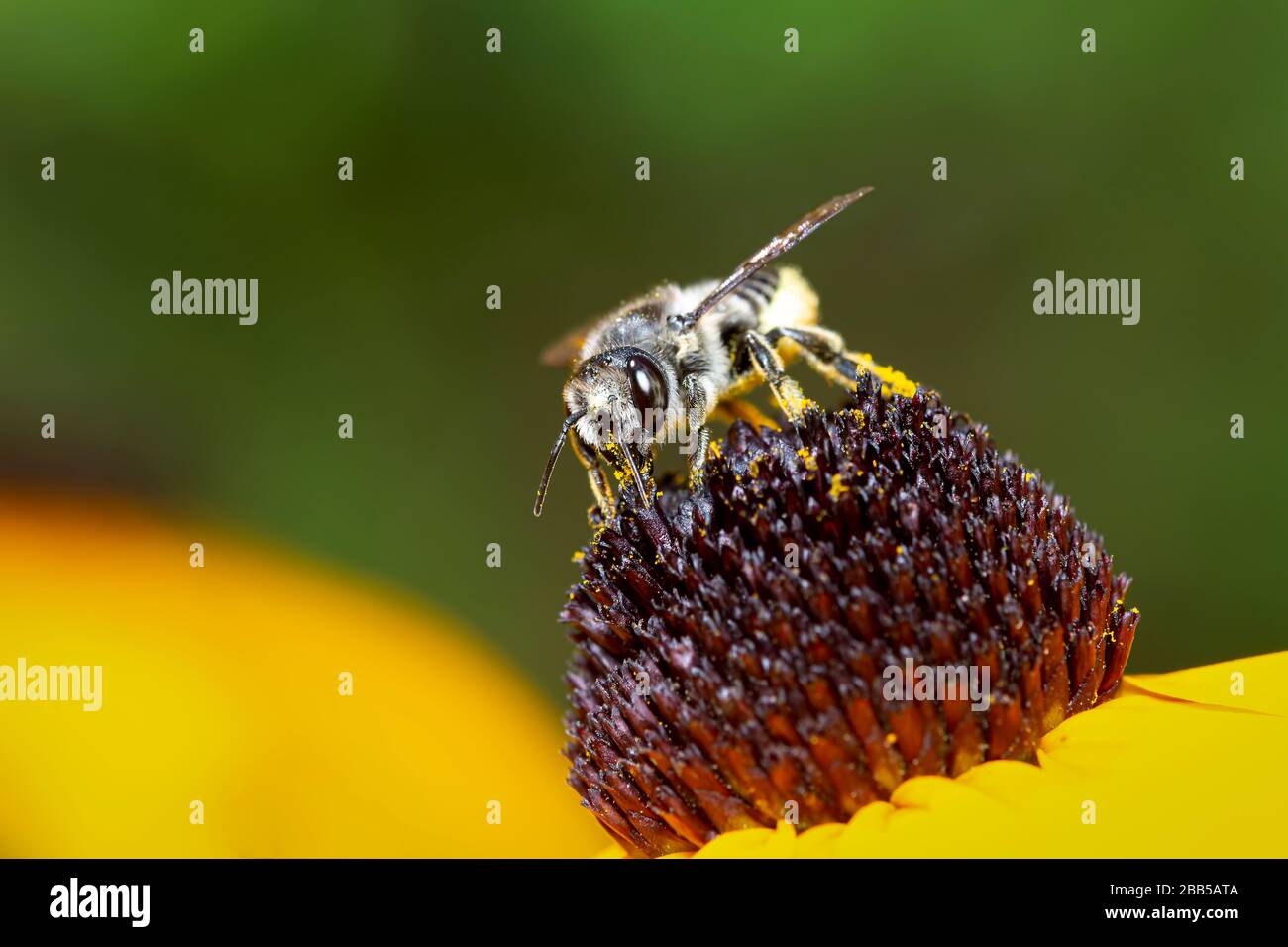 Megachilidae ape raccolta di polline su un giallo rudbeckia fiore su uno sfondo verde sfocato Foto Stock