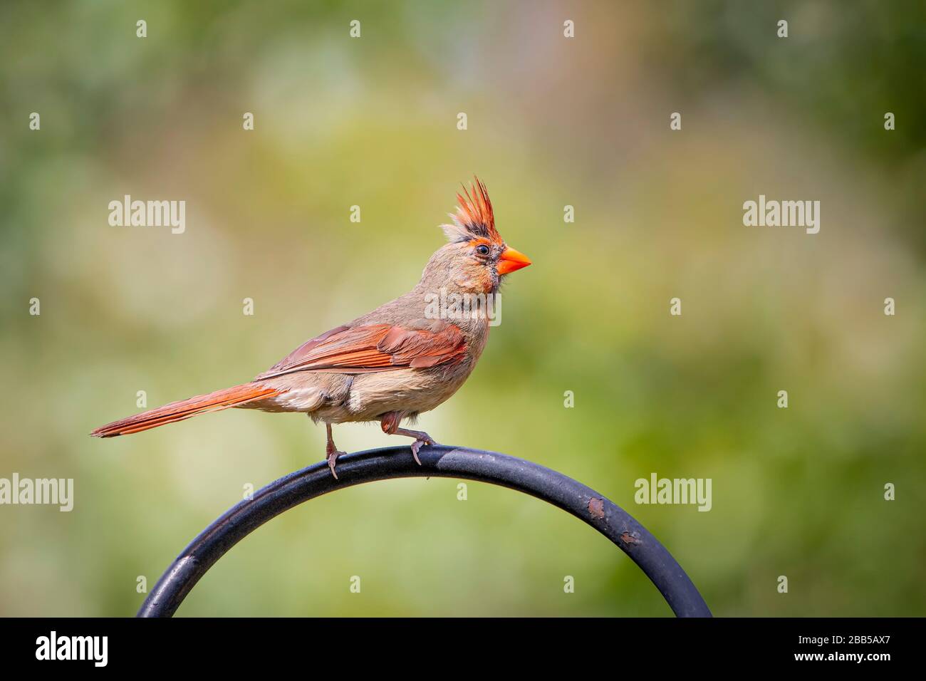Uccello cardinale femminile arroccato su uno sfondo verde sfocato Foto Stock