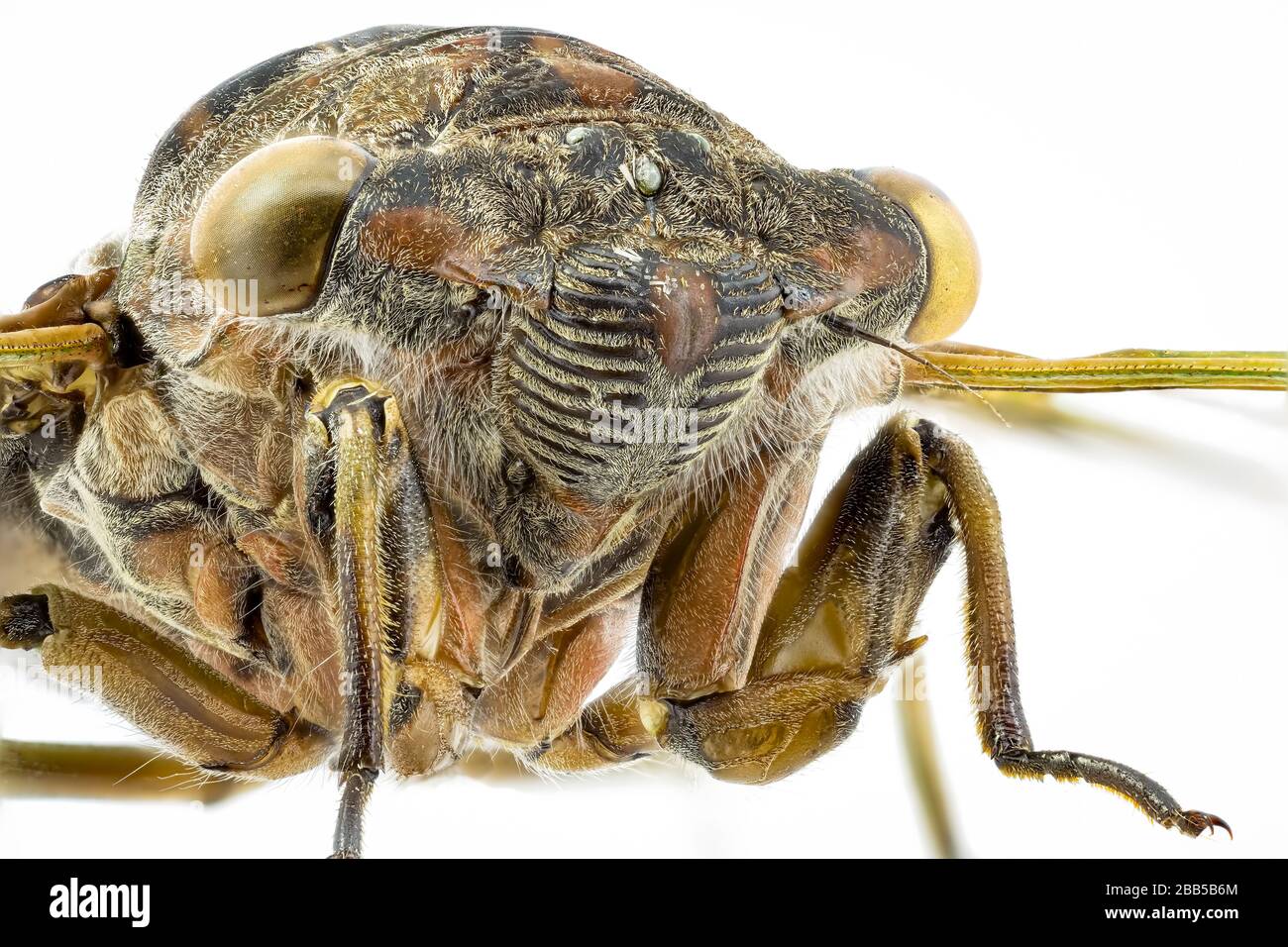 Vista frontale su una cicada di un cane da una raccolta di insetti Foto Stock