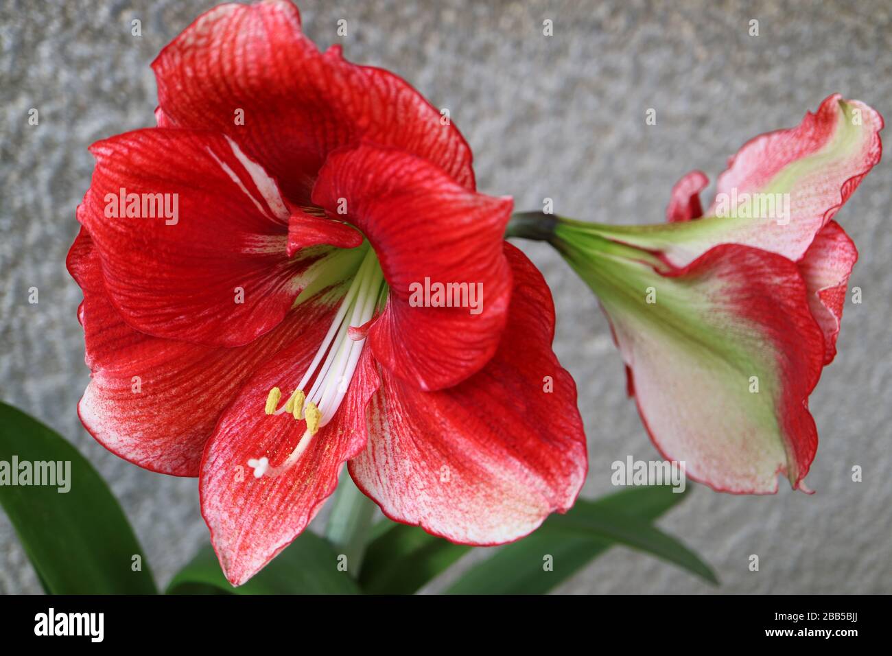 Amaryllis rosso con petali molli, balbuie bianche lunghe e foglie verdi, macro fiori rossi primaverili, fotografia floreale, sfondo grigio muro, foto stock Foto Stock