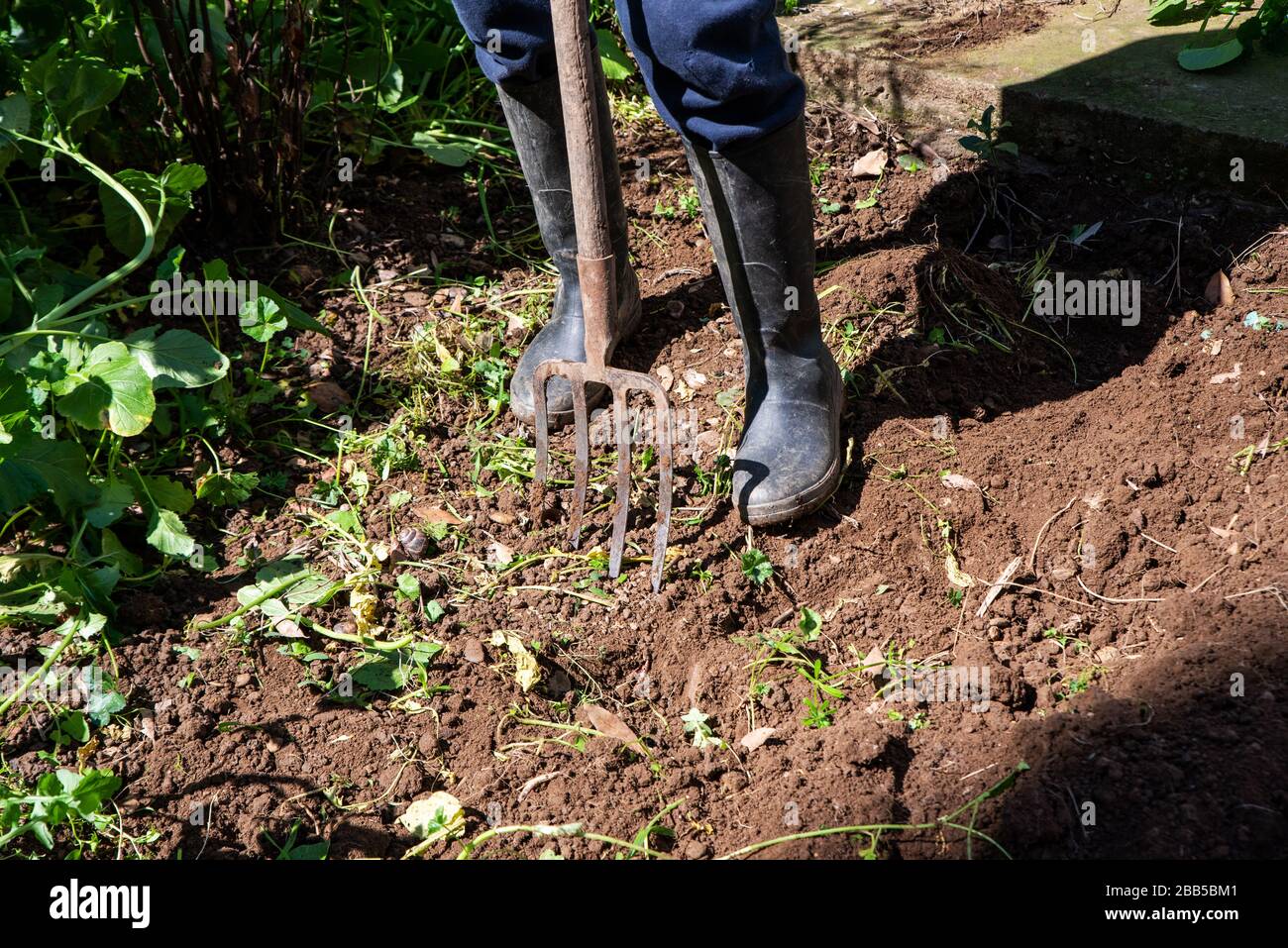 L'uomo sta scavando terreno molle con forca per spiare. Lavoro in giardino Foto Stock