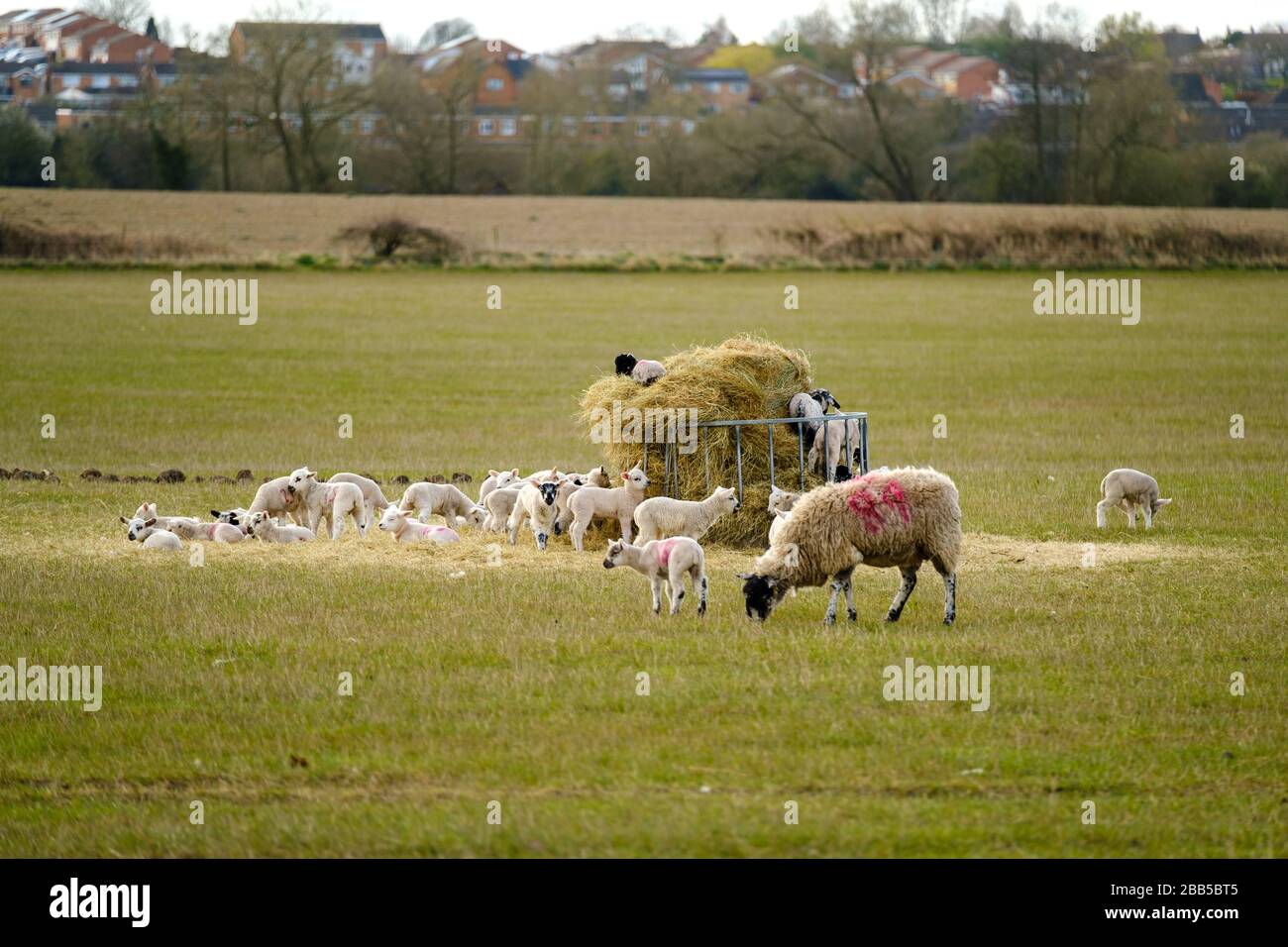 Agnelli giovani fuori nel campo. Warwickshire, Regno Unito Foto Stock