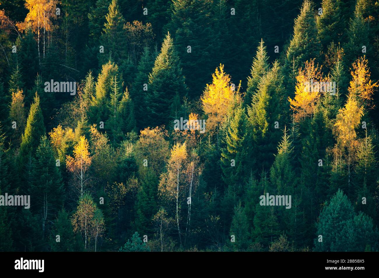 Bella foresta sempreverde con abeti e birches arancio in autunno. Sfondo naturale, fotografia paesaggistica Foto Stock