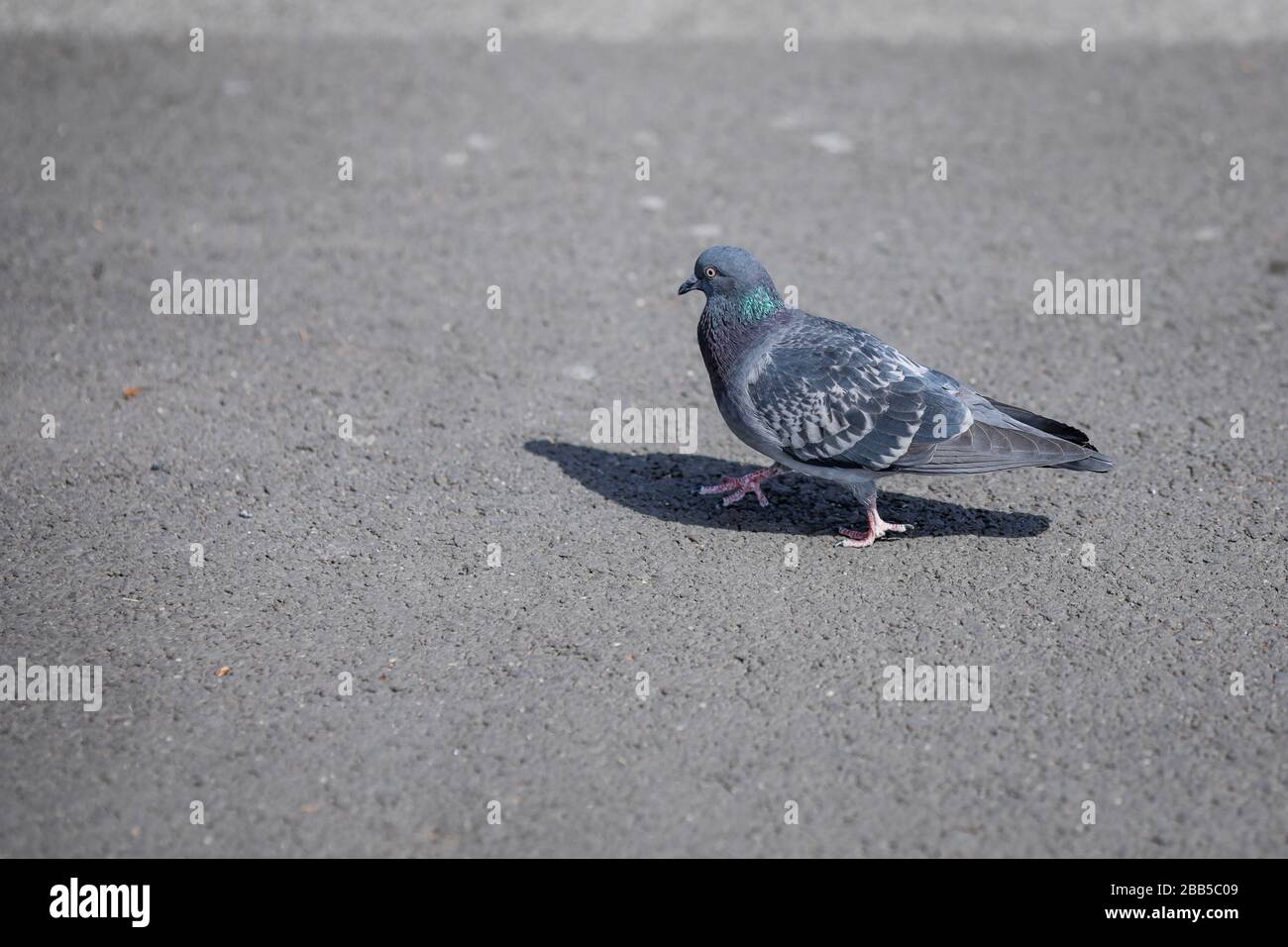 Pigeon alla ricerca di cibo in una città vuota durante il blocco covid-19. Foto Stock